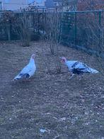 Ronquiéres kalkoen, Dieren en Toebehoren, Pluimvee, Meerdere dieren, Kalkoen