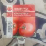 tomaten plantjes pyros, Tuin en Terras, Planten | Tuinplanten, Ophalen