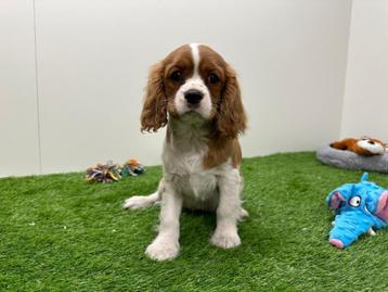 Cavalier King Charles Spaniel pups beschikbaar voor biedingen