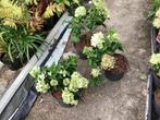 Hydrangea Paniculata Petite star, Tuin en Terras, Vaste plant, Halfschaduw, Zomer, Ophalen