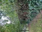 Wilgen 1 jarig, Tuin en Terras, Ophalen