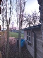 Populieren, Bloeit niet, Overige soorten, 400 cm of meer, Ophalen