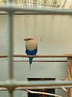 Blauwbuik scharrelaar, Dieren en Toebehoren, Mannelijk, Geringd