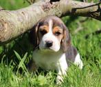 Beagle pup, CDV (hondenziekte), Teef, 8 tot 15 weken, België