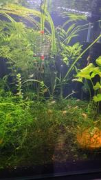 Verkoop en volledig installeren van mooi2e hands aquariums., Enlèvement, Comme neuf