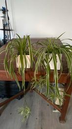 2 graslelies in vierkante cache pot, Groene kamerplant, Ophalen, Overige soorten, Minder dan 100 cm
