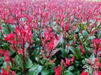 Photina fraseri 'Little Red Robin', Tuin en Terras, Ophalen