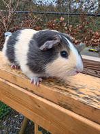 Cavia beertje, Dieren en Toebehoren, Maart, Mannelijk, Cavia