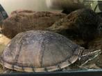 Musk waterschilpadjes, Schildpad, 3 tot 6 jaar