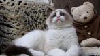 "My Epic Avenger " Bloedmooie Seal Bi-color Ragdoll kitten,, Dieren en Toebehoren, Katten en Kittens | Raskatten | Langhaar, 0 tot 2 jaar