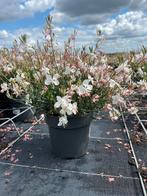 Gaura lindh. Greyser White p21cm, Ophalen, Vaste plant, Volle zon