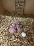 Pyrrhura natuurbroed, Dieren en Toebehoren, Geringd