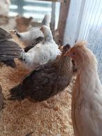 les poulets d'ornement pondent des œufs bleu/vert de couleur, Poule ou poulet, Femelle