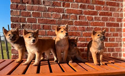 Shiba Inu pups te koop, Dieren en Toebehoren, Honden | Poolhonden, Keeshonden en Oertypen, Meerdere dieren, Overige rassen, Particulier