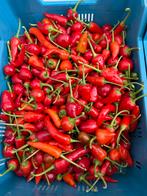 Verse pikkante pepers, Tuin en Terras, Ophalen