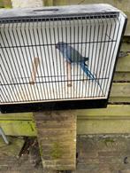 violet halsband man, Dieren en Toebehoren, Vogels | Parkieten en Papegaaien, Geringd