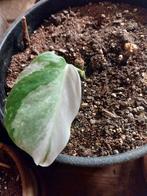 montera variegata halfmoon gewortelde stek, Autres espèces, Enlèvement ou Envoi, Moins de 100 cm, Plante verte