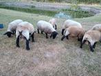 Suffolk rammen te koop, Dieren en Toebehoren, Schapen, Geiten en Varkens, Meerdere dieren, Schaap, 0 tot 2 jaar