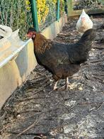 Koperhals maran hennen, Dieren en Toebehoren, Pluimvee, Kip