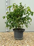 Nandina fire power en pot de 3l À 25€ l’une, Enlèvement ou Envoi