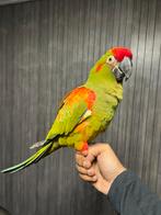 Tamme Roodoor ara, Femelle, Perroquet, Parleur