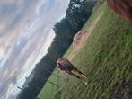 Hengsten veulen 2025, Dieren en Toebehoren, Paarden