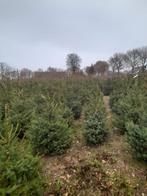 Kerstbomen verkoop Picea Omorika, Tuin en Terras, Ophalen of Verzenden