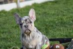 Franse bulldog pups alle kleuren, Dieren en Toebehoren, 15 weken tot 1 jaar, Buitenland, Meerdere, Meerdere dieren