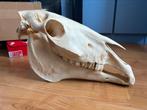 Crâne de Cheval Ostéologie/ Taxidermie, Crâne, Cheval, Utilisé