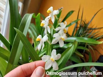 Zeldzame Geurende Orchidee Osmoglossum pulchellum