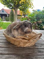 NHD ram te koop, Dieren en Toebehoren, Konijnen, Mannelijk, Dwerg, Hangoor, 0 tot 2 jaar