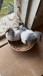 Jonge duiven 2025, Dieren en Toebehoren