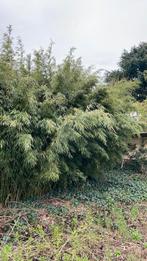 Mooie groenblijvende bamboe Fargesia niet-woekerend!, Tuin en Terras, Planten | Struiken en Hagen, Bamboe, Ophalen of Verzenden
