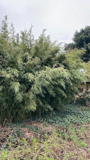 Magnifique bambou Fargesia non envahissant ! 