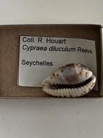 Cypraea, Ophalen