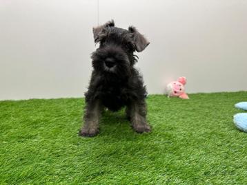 Chiots Schnauzer miniatures