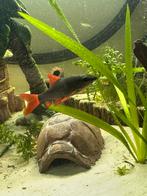 Mooie Roodstaart haai