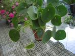 pannekoek plant, Ophalen, Overige soorten