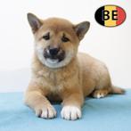 Shiba Inu pups - geboren in België, België, CDV (hondenziekte), 8 tot 15 weken, Meerdere