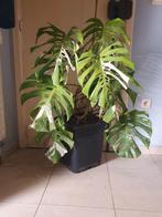 MONSTERA VARIEGATA HOGE PLANT, Huis en Inrichting, Ophalen of Verzenden