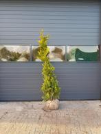 Gele californische Cipres / Chamaecyparis Yvonne / conifeer, Ophalen, Conifeer, Haag, 100 tot 250 cm
