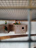 ficherie, Dieren en Toebehoren