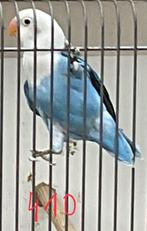Fischerie opaline kobalt blauw, lovebird - dwergpapegaai, Geslacht onbekend, Dwergpapegaai of Agapornis, Geringd
