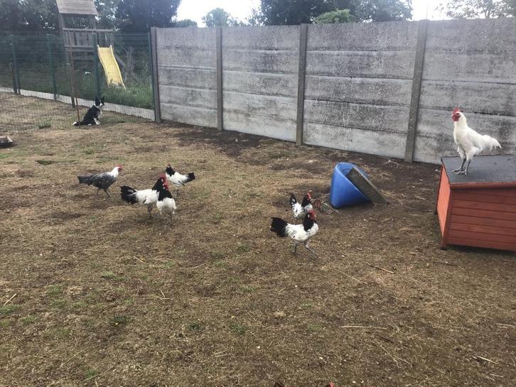 Lakenvelder en Zilverbrakel hanen, Dieren en Toebehoren, Pluimvee, Kip, Mannelijk