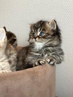 Britse langhaar en korthaar kittens, Dieren en Toebehoren, Katten en Kittens | Raskatten | Langhaar, Gechipt, 0 tot 2 jaar