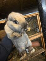 Noix NHD de 6 mois. 3 pièces