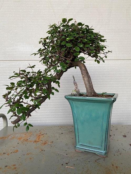 Japanse iep bonsai (zelkova), Tuin en Terras, Planten | Tuinplanten, Zomer, Ophalen of Verzenden