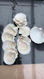 Gratis schelpjes ideaal voor aperitiefhapjes, Huis en Inrichting, Ophalen, Zo goed als nieuw
