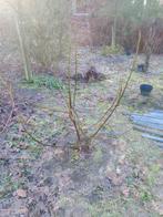 VIJGENBOOM, Tuin en Terras, Ophalen, Volle zon, Bloeit niet, Vijgenboom