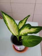 Dieffenbachia Camilla, Ophalen